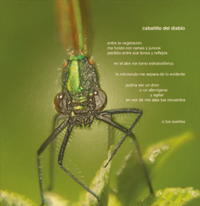 Caballito del diablo - poema visual de Jairo Andrade publicado en el libro álbum del laboratorio "Tres mundos".